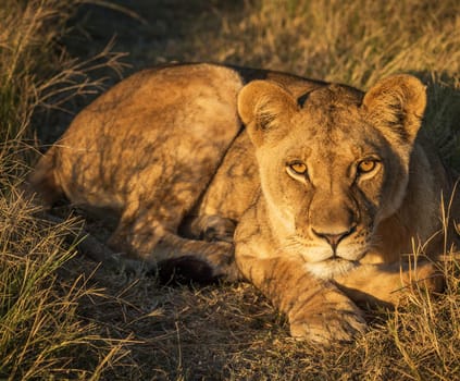 Magical Wildlife places in Moremi, Botswana