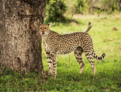 Magical Wildlife places in Moremi, Botswana