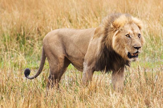 Magical Wildlife places in Moremi, Botswana