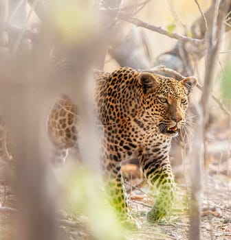 Magical Wildlife places in Moremi, Botswana