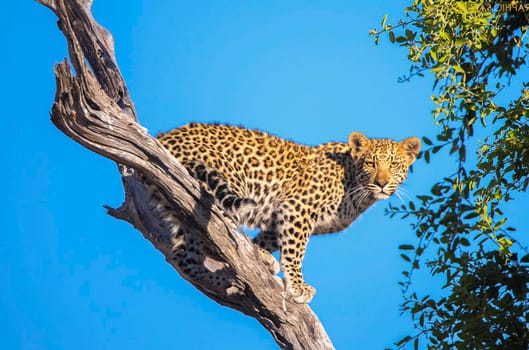 Magical Wildlife places in Moremi, Botswana