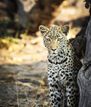 Magical Wildlife places in Moremi, Botswana