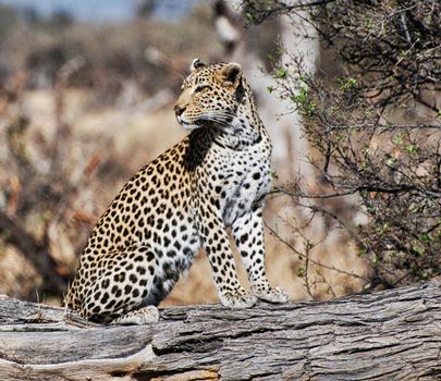 Magical Wildlife places in Moremi, Botswana
