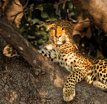 Beautiful Wildlife pictures of Moremi, Botswana