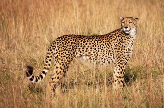 Beautiful Wildlife pictures of Moremi, Botswana