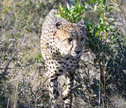 Beautiful Wildlife pictures of Moremi, Botswana