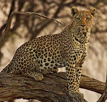 Beautiful Wildlife pictures of Moremi, Botswana