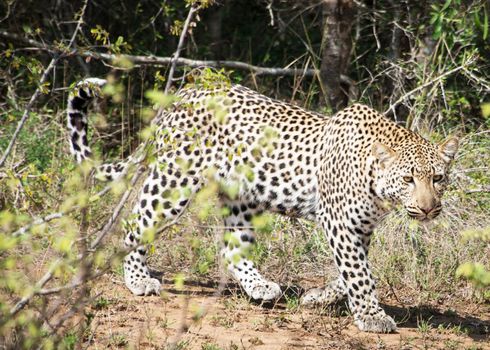 Beautiful Wildlife pictures of Moremi, Botswana