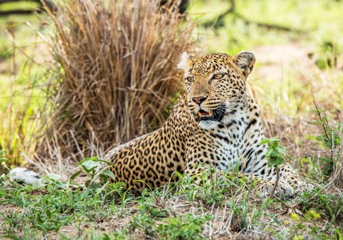 Beautiful Wildlife pictures of Moremi, Botswana