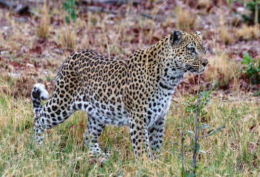 Beautiful Wildlife pictures of Moremi, Botswana