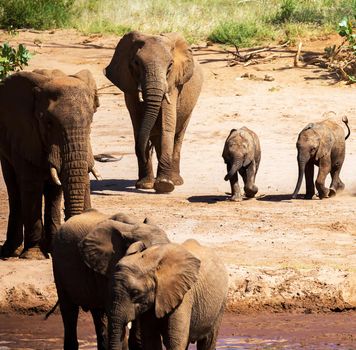 Beautiful Wildlife pictures of Moremi, Botswana