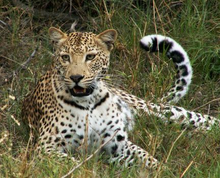 Beautiful Wildlife pictures of Moremi, Botswana