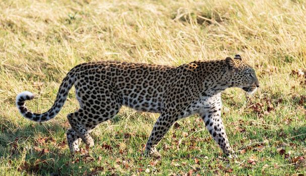 Beautiful Wildlife pictures of Moremi, Botswana