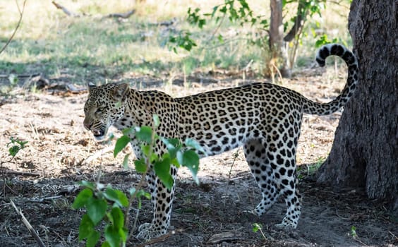 Beautiful Wildlife pictures of Moremi, Botswana