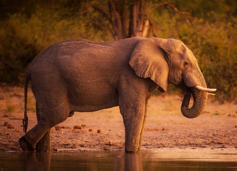 Beautiful Wildlife pictures of Moremi, Botswana