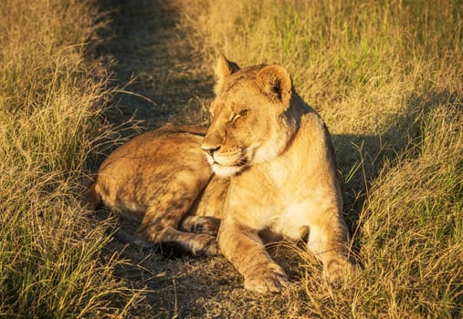 Beautiful Wildlife pictures of Moremi, Botswana