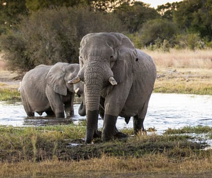 Beautiful Wildlife pictures of Moremi, Botswana