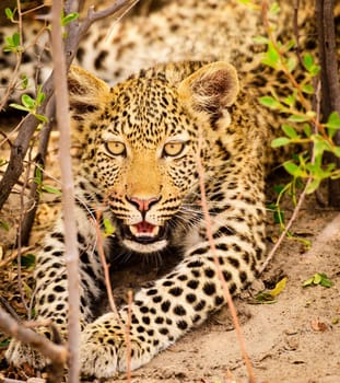 Beautiful Wildlife pictures of Moremi, Botswana