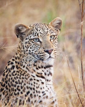 Beautiful Wildlife pictures of Moremi, Botswana