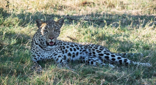 Beautiful Wildlife pictures of Moremi, Botswana