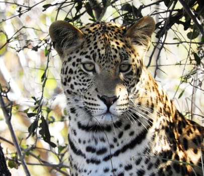 Beautiful Wildlife pictures of Moremi, Botswana