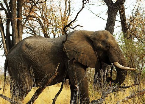 Beautiful Wildlife pictures of Moremi, Botswana