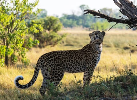 Beautiful Wildlife pictures of Moremi, Botswana