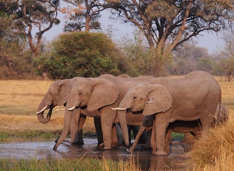 Beautiful Wildlife pictures of Moremi, Botswana