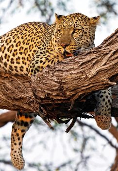 Beautiful Wildlife pictures of Moremi, Botswana