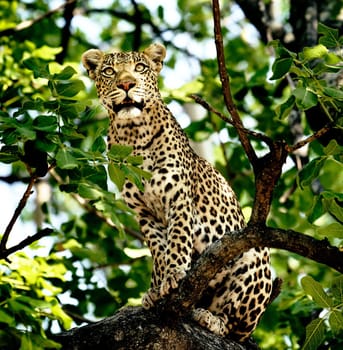 Beautiful Wildlife pictures of Moremi, Botswana