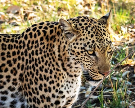 Beautiful Wildlife pictures of Moremi, Botswana