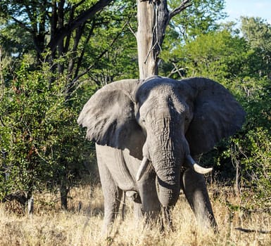 Beautiful Wildlife pictures of Moremi, Botswana