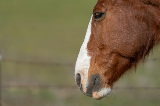 Isolated horse head detail with blurred fence in the background