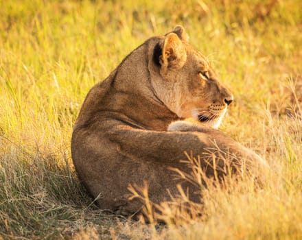 Creative Wildlife pictures of  Moremi, Botswana