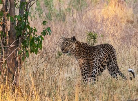 Creative Wildlife pictures of  Moremi, Botswana