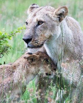 Creative Wildlife pictures of  Moremi, Botswana