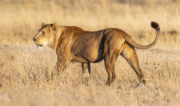 Creative Wildlife pictures of  Moremi, Botswana