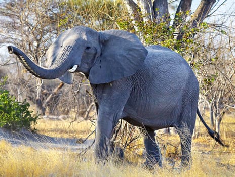 Creative Wildlife pictures of  Moremi, Botswana