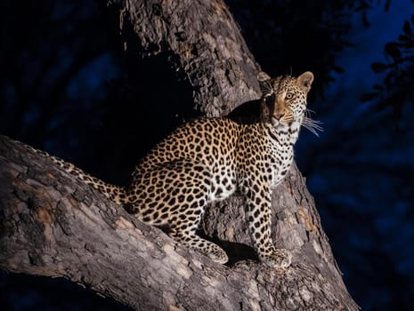 Creative Wildlife pictures of  Moremi, Botswana