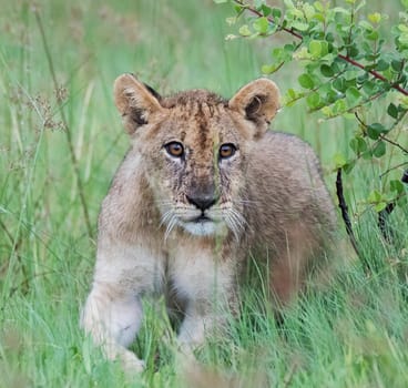 Creative Wildlife pictures of  Moremi, Botswana