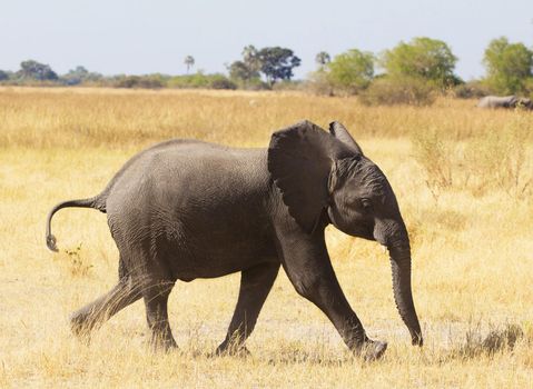 Creative Wildlife pictures of  Moremi, Botswana