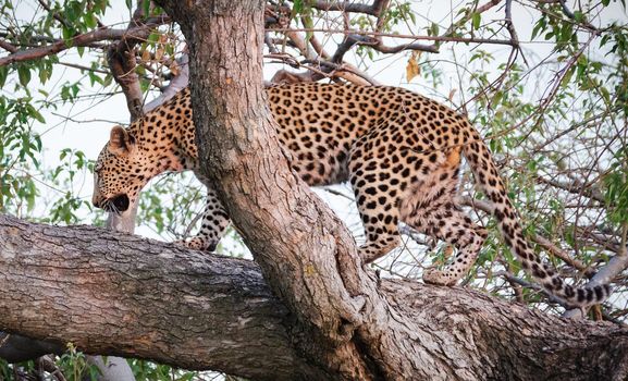 Creative Wildlife pictures of  Moremi, Botswana