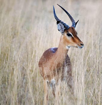 Creative Wildlife pictures of  Moremi, Botswana