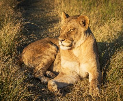 Creative Wildlife pictures of  Moremi, Botswana