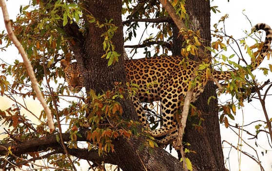 Creative Wildlife pictures of  Moremi, Botswana