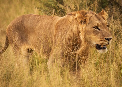 Creative Wildlife pictures of  Moremi, Botswana