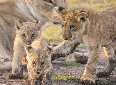 Creative Wildlife pictures of  Moremi, Botswana