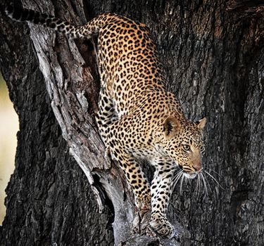 Creative Wildlife pictures of  Moremi, Botswana