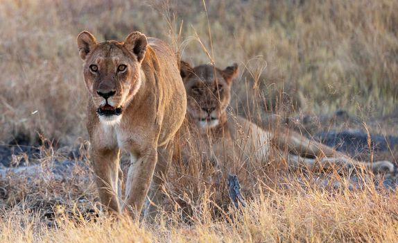 Creative Wildlife pictures of  Moremi, Botswana