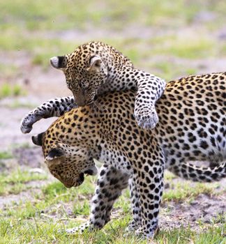 Moremi, Botswana wildlife  Pictures